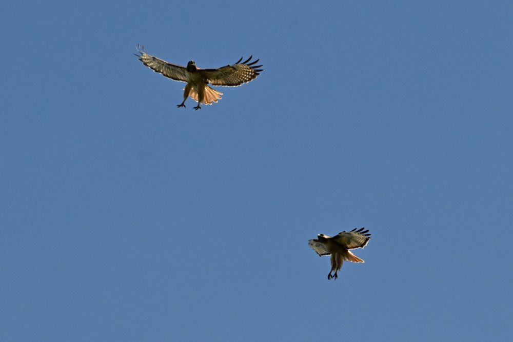 Red-tailed Hawk