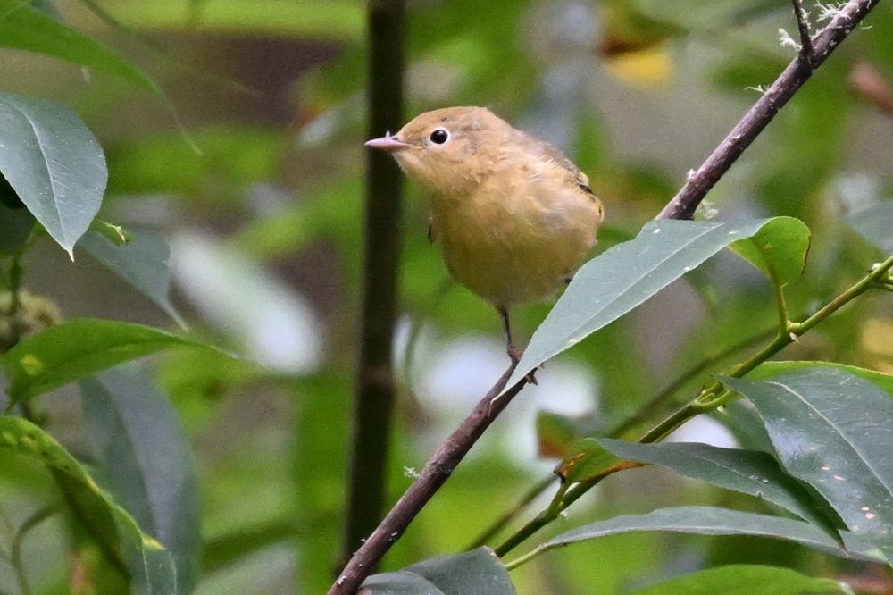 Yellow Warbler