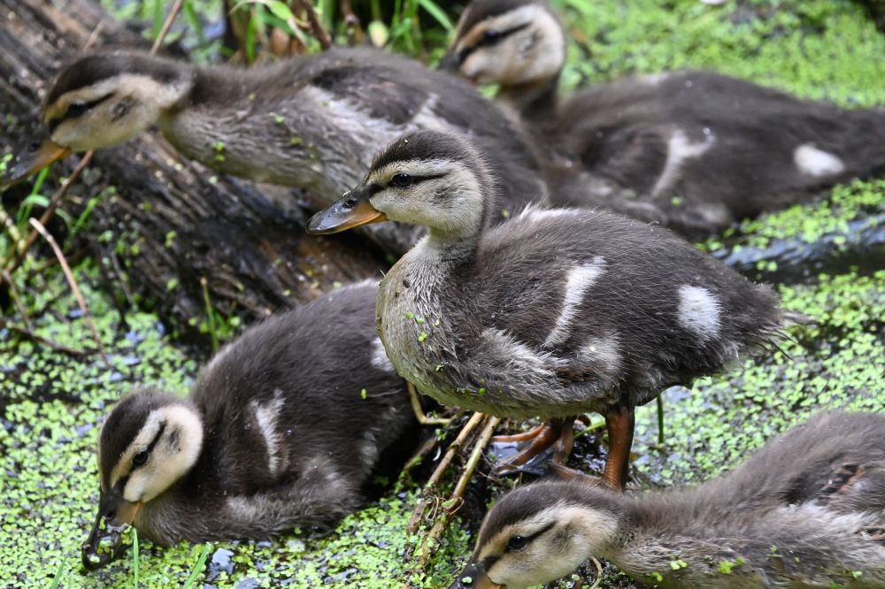 Mallards