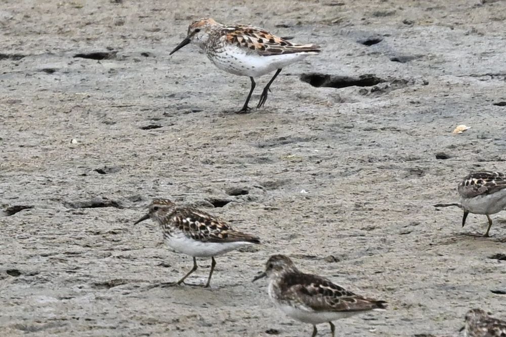 Western Sandpiper with several Least Sandpipers 