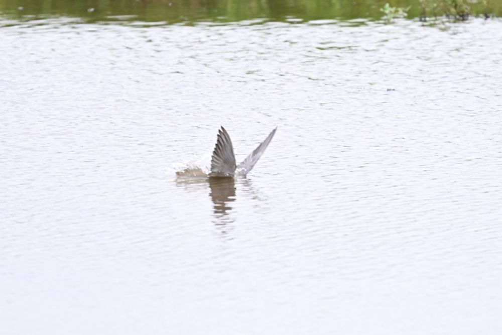Black Tern