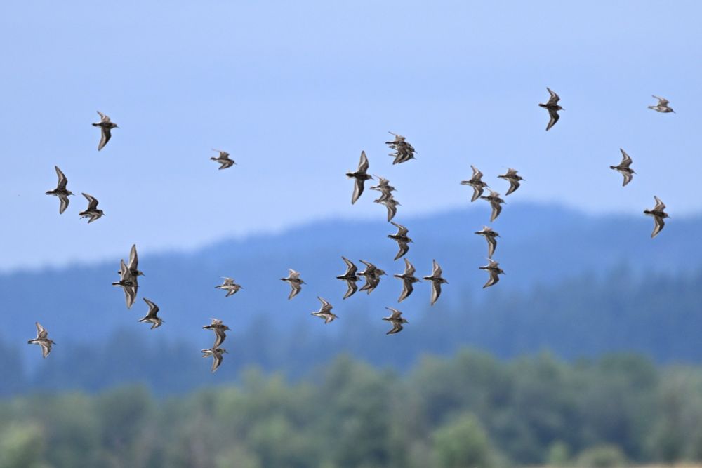 Long-billed Dowitcher 