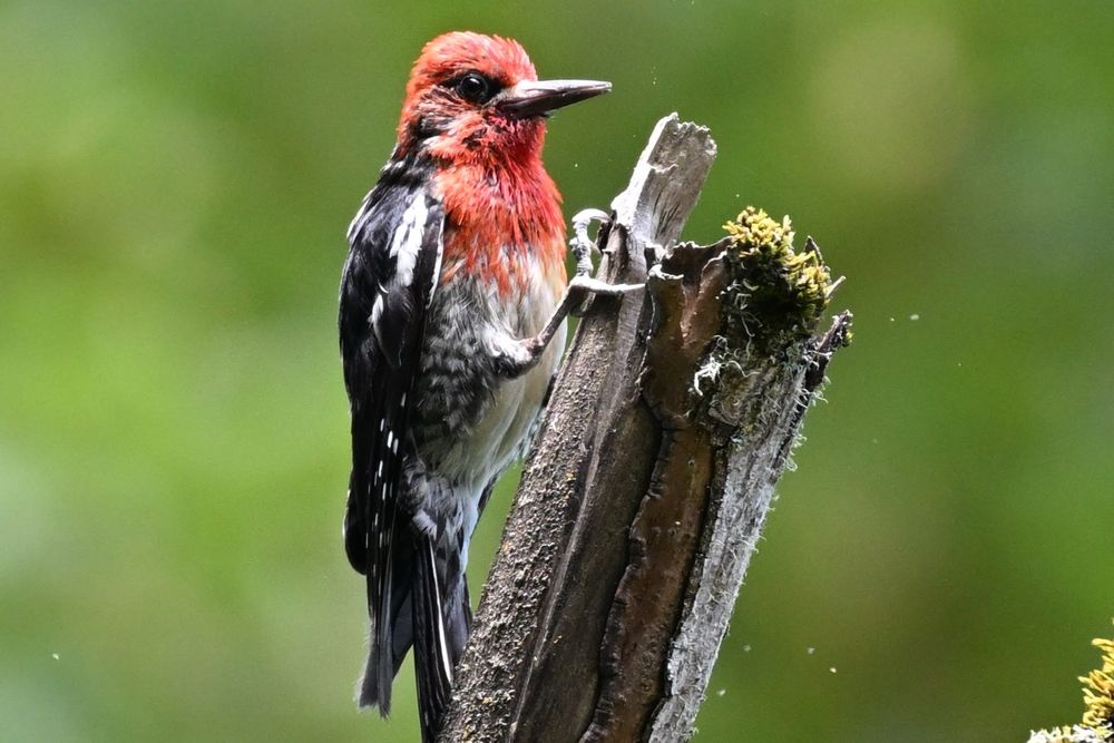 Red-breasted Sapsucker 