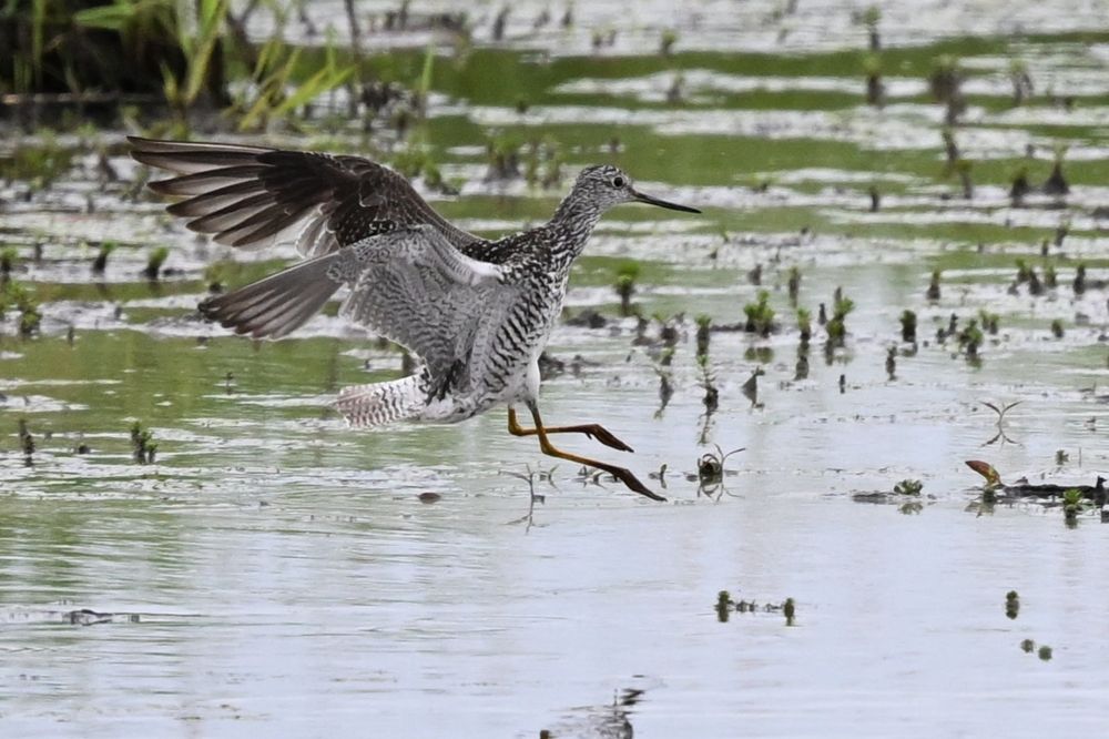 Greater Yellowlegs 