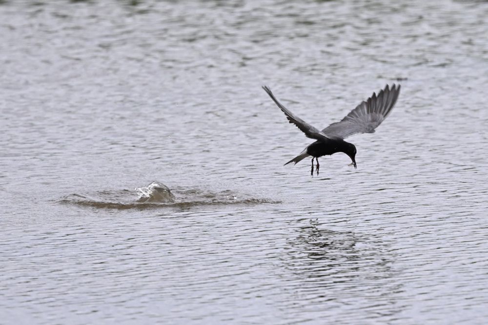 Black Tern