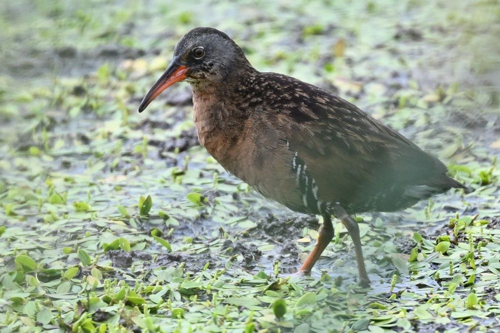 Virginia Rail
