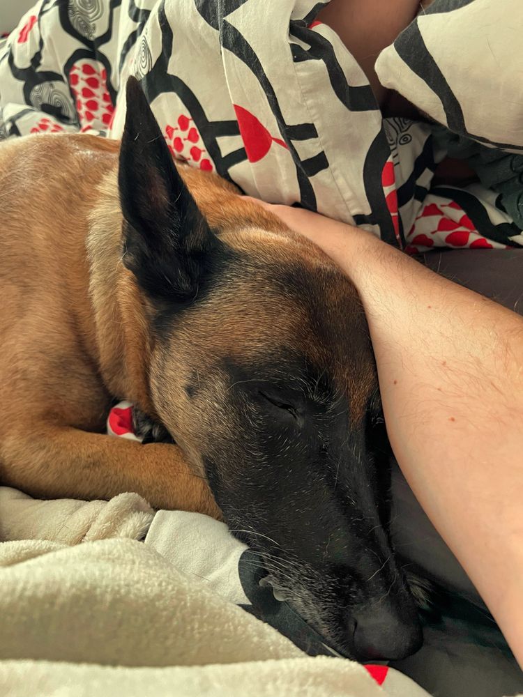 Hündin Luna lässt sich von mir in den Schlaf kraulen