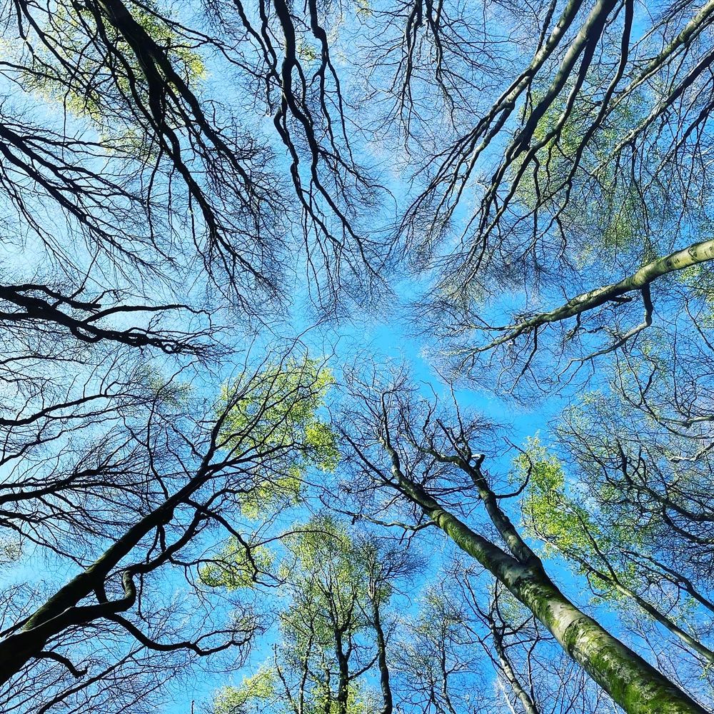 A photo taken looking up at trees and branches all pointing to the centre in a fish eye lens, with blue sky behind 