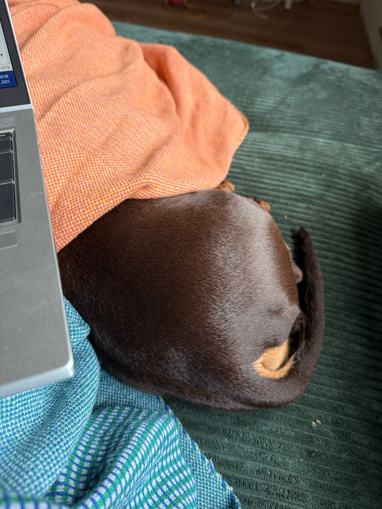 dackel liegt unter deck auf couch 