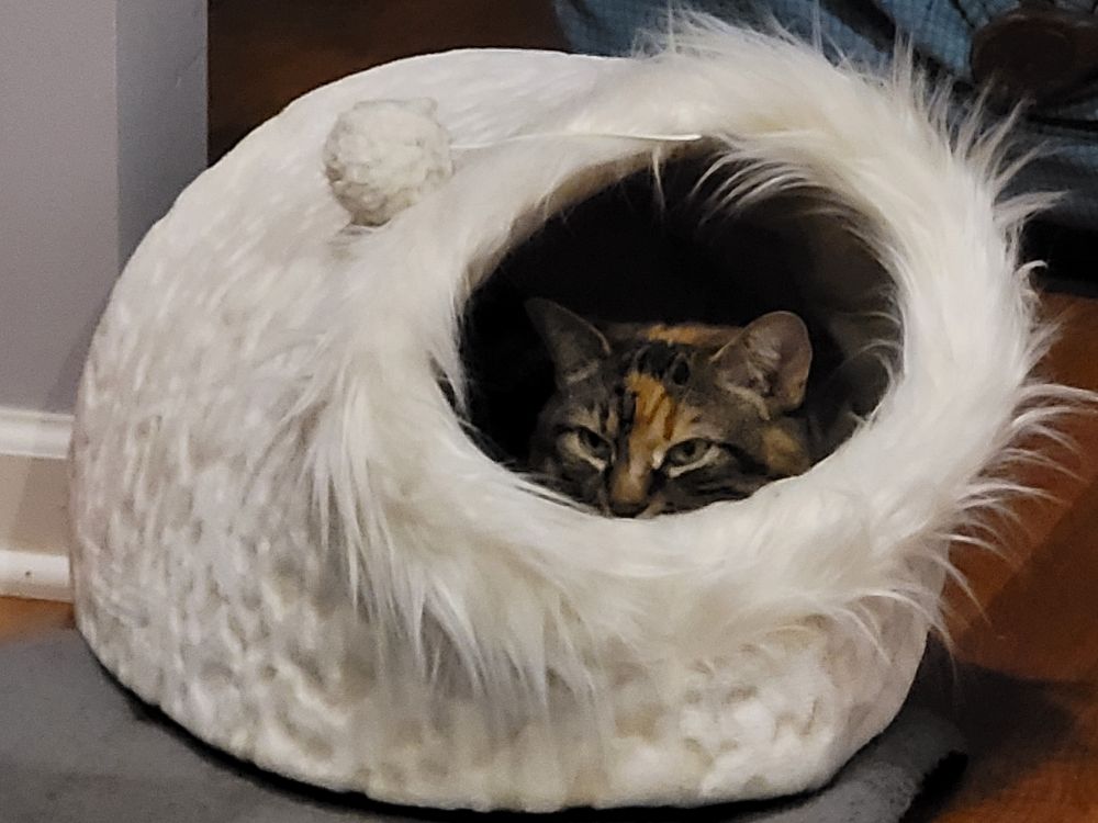 Cute cat peeping out of fluffy white cat bed.