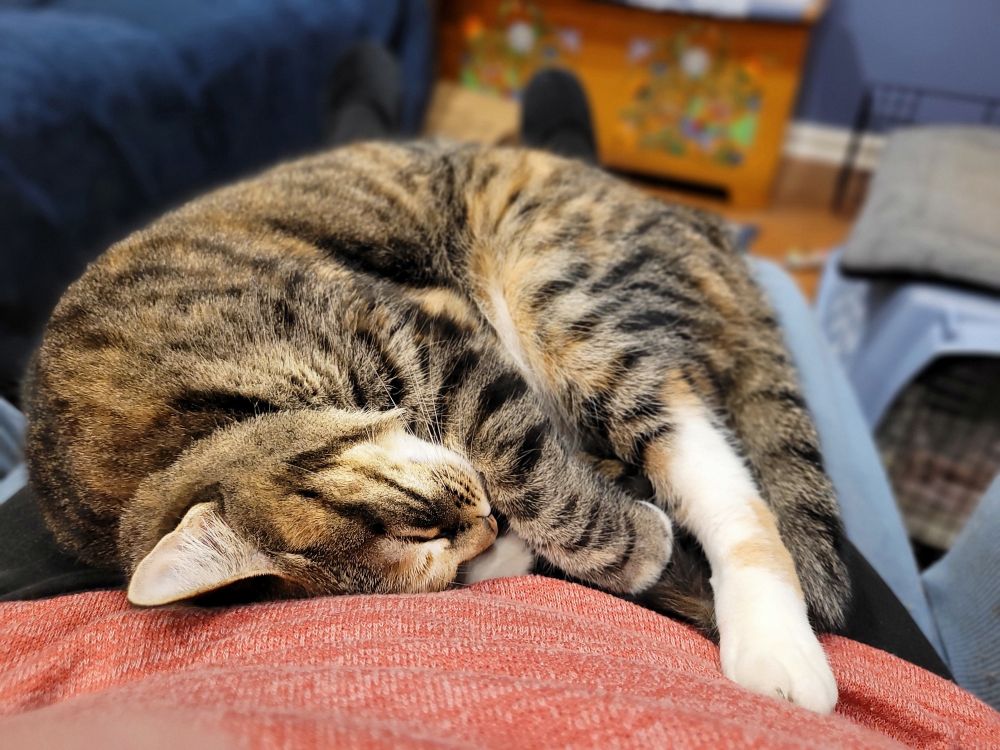 Brown and black striped kitty with orange patches and white feet is curled against orange sweater.