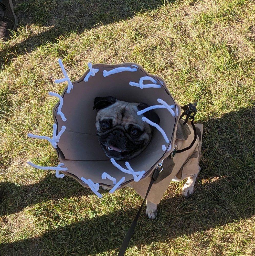 Pug dressed as a sandworm from the movie dune with the main character Paul on his back.