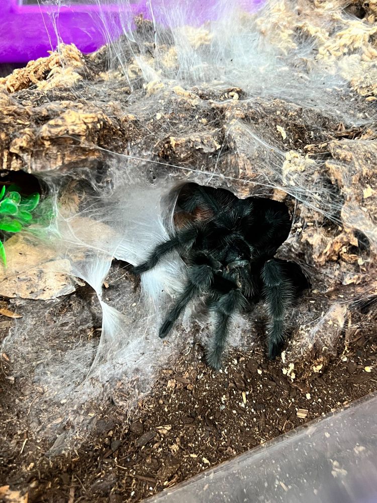 A Grammostola iheringi, a fuzzy blue-black tarantula, with his sperm webs.