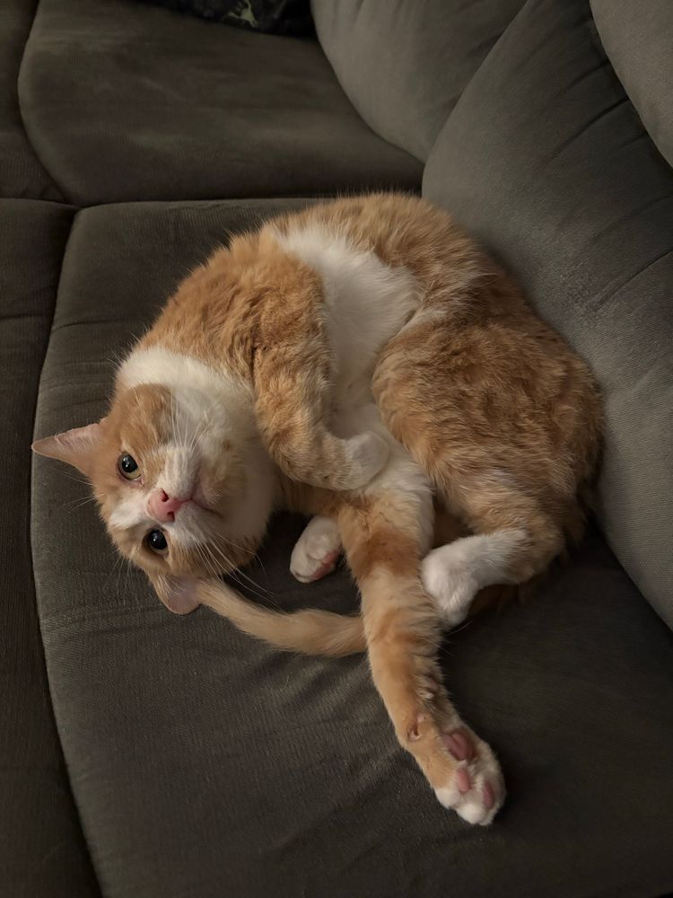 Taako, an orange and white cat, curled up on a grey couch in a ridiculous semi upside down position with his leggy sticking way out. 