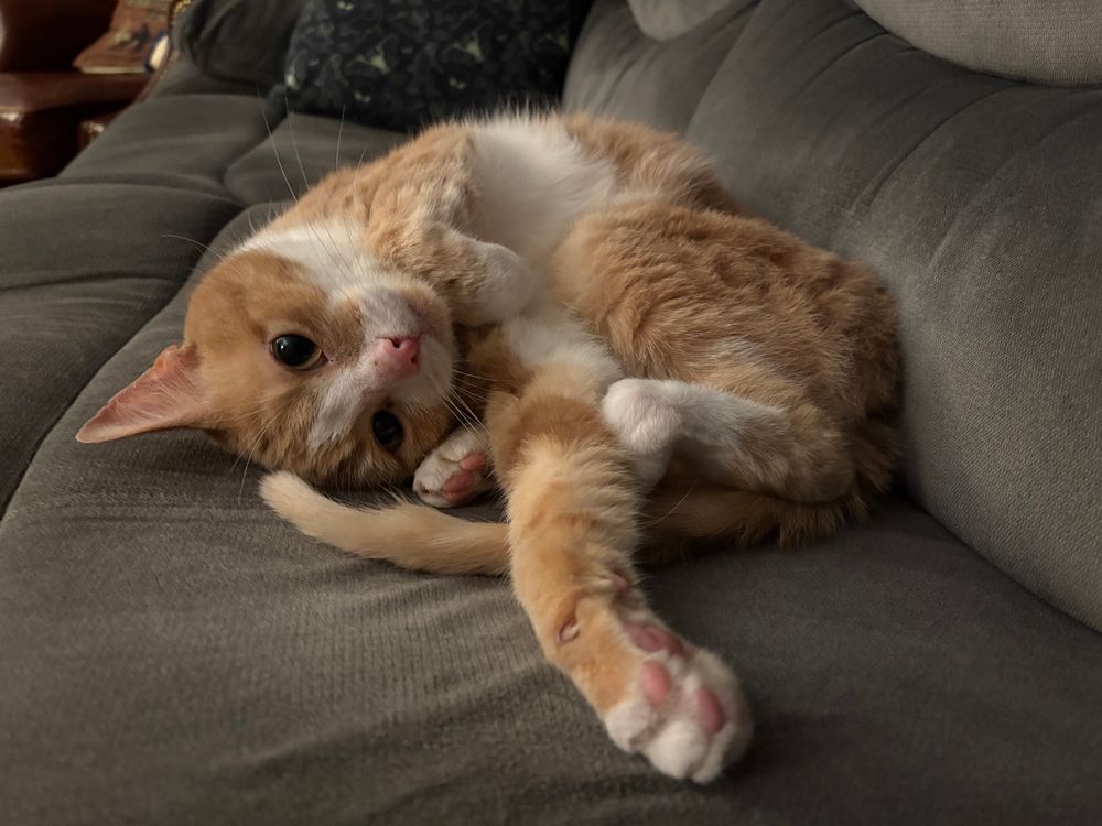 Taako, an orange and white cat, curled up on a grey couch in a ridiculous semi upside down position with his leggy sticking way out. 
