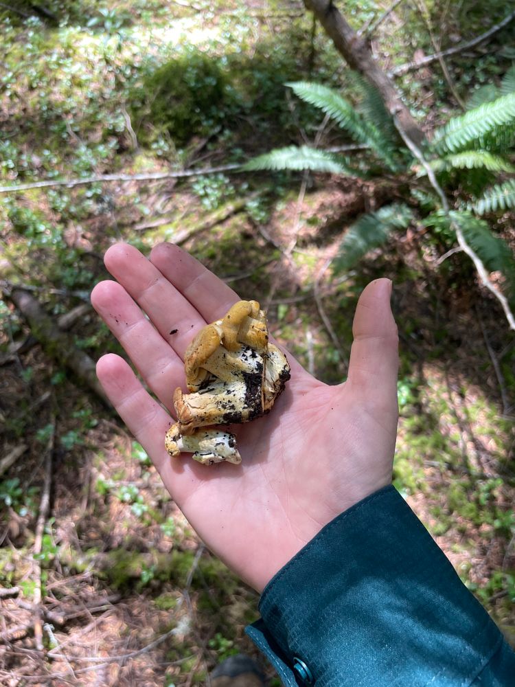 A couple of small freshly picked summer chanterelles in my hand. 