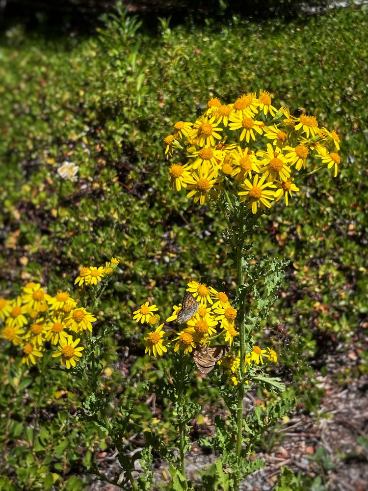 Pollinators on a ragwort plant. 