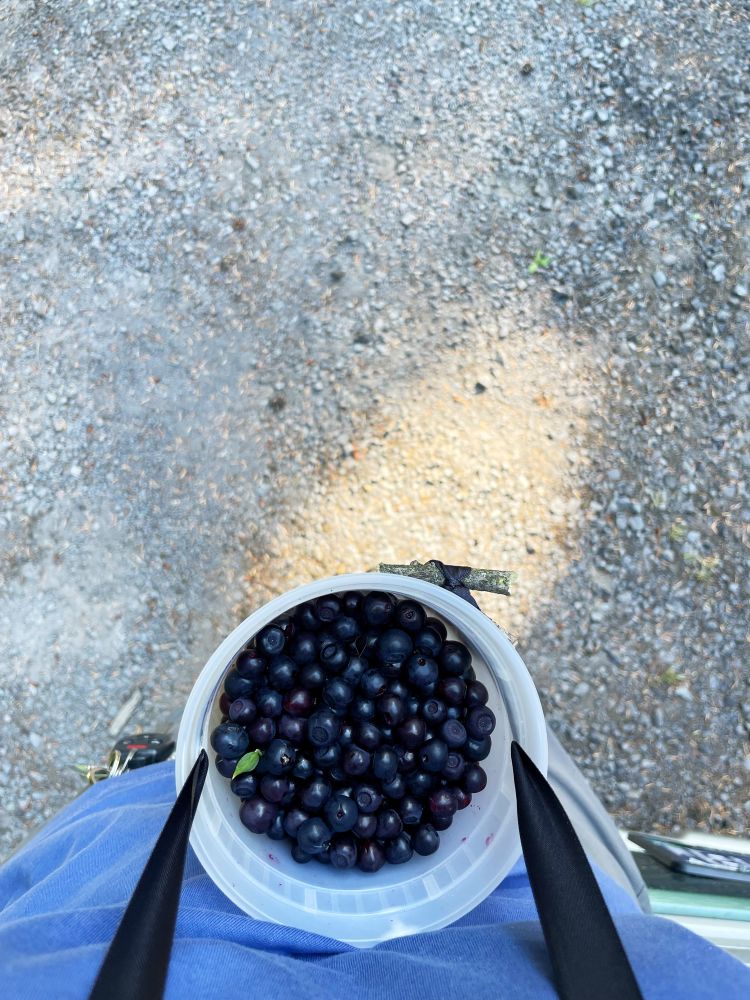 POV photo looking down into one of my huckleberry picking containers. 