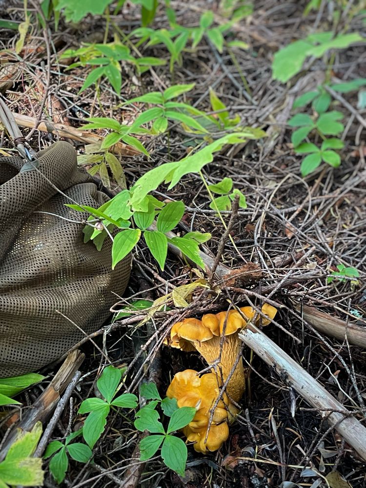 Ground level viewpoint of two large golden mushrooms with frilly caps growing up out of the forest duff. 