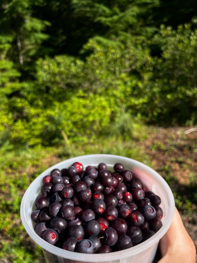 Close up of fresh picked Huckleberries with the forest in the background