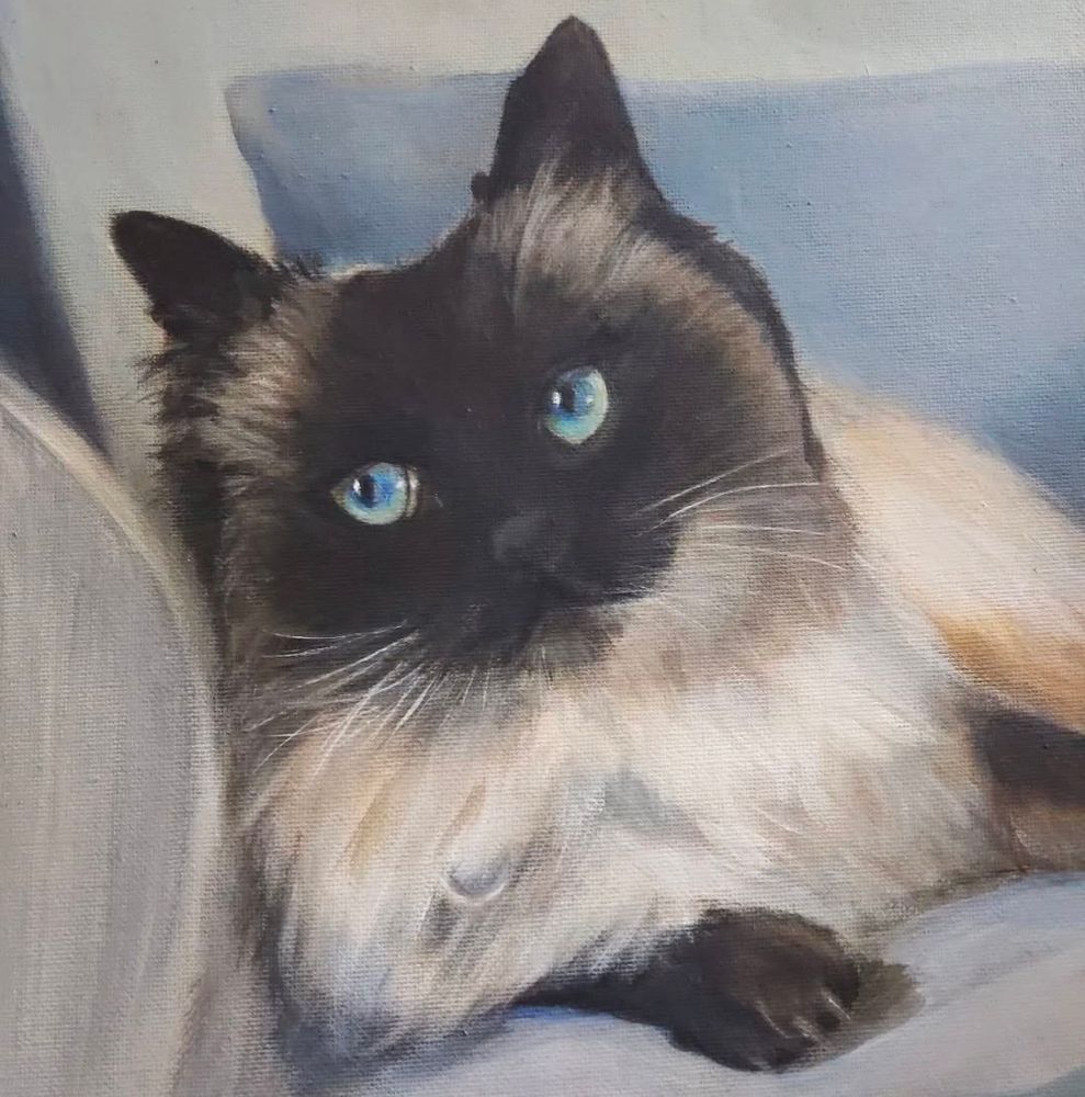 A ragdoll cat reclining on a pale blue sofa with bright blue eyes looking to the side. 