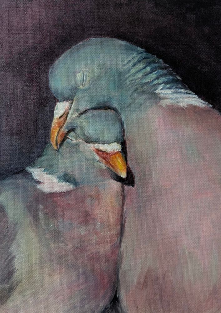 Loved up pigeons having a snuggle, eyes closed against a dark background. 