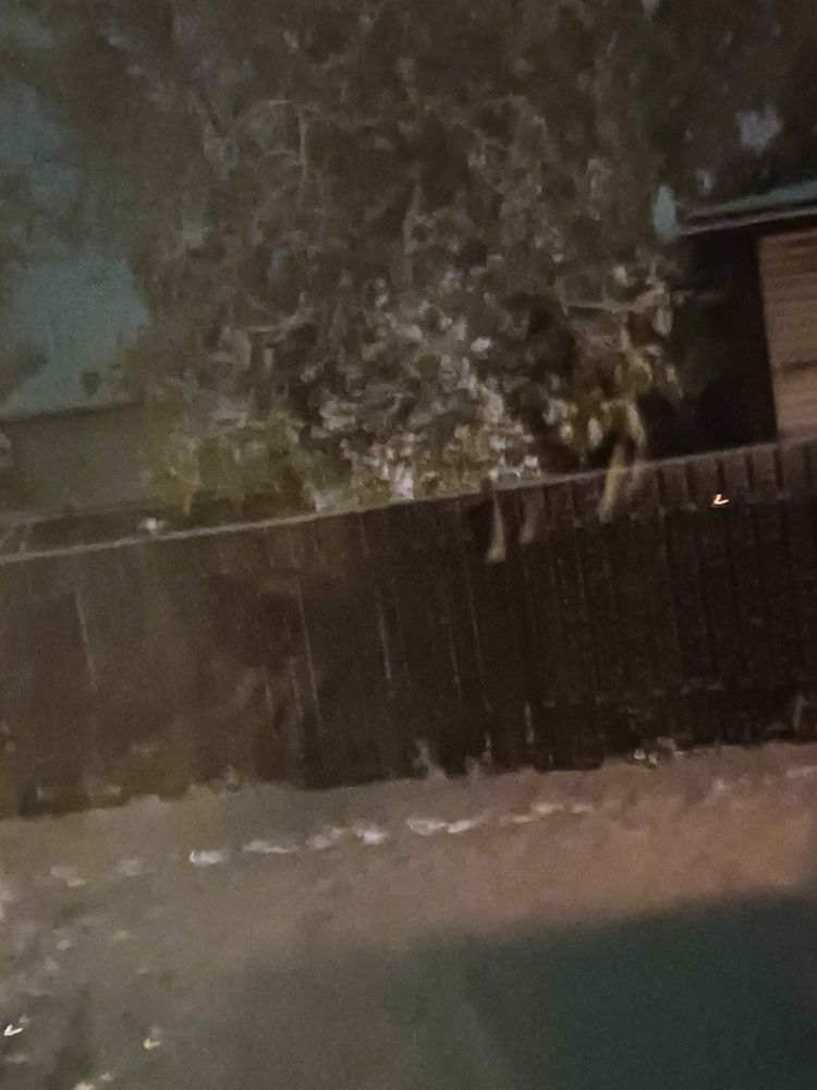 A photo taken by me depicting snow-covered trees, ground, and fence.