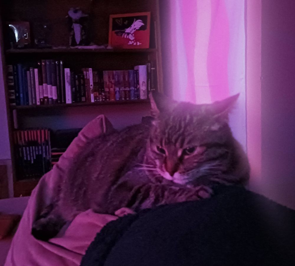 Photo of my cat, Maggie sitting in front of a trans flag. The flag has been given a strong glow effect.