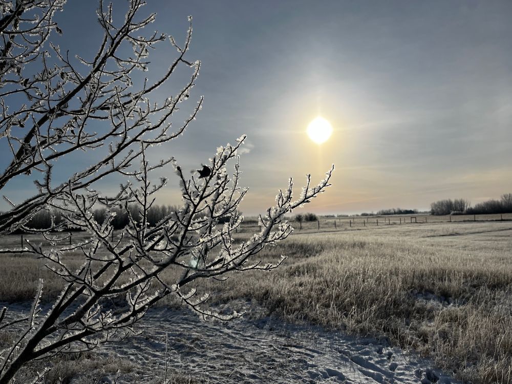A winter scene with the sun visible about a hands width above the horizon. A frosty branch comes into frame from the left side. Lost of frost visible in the grass too