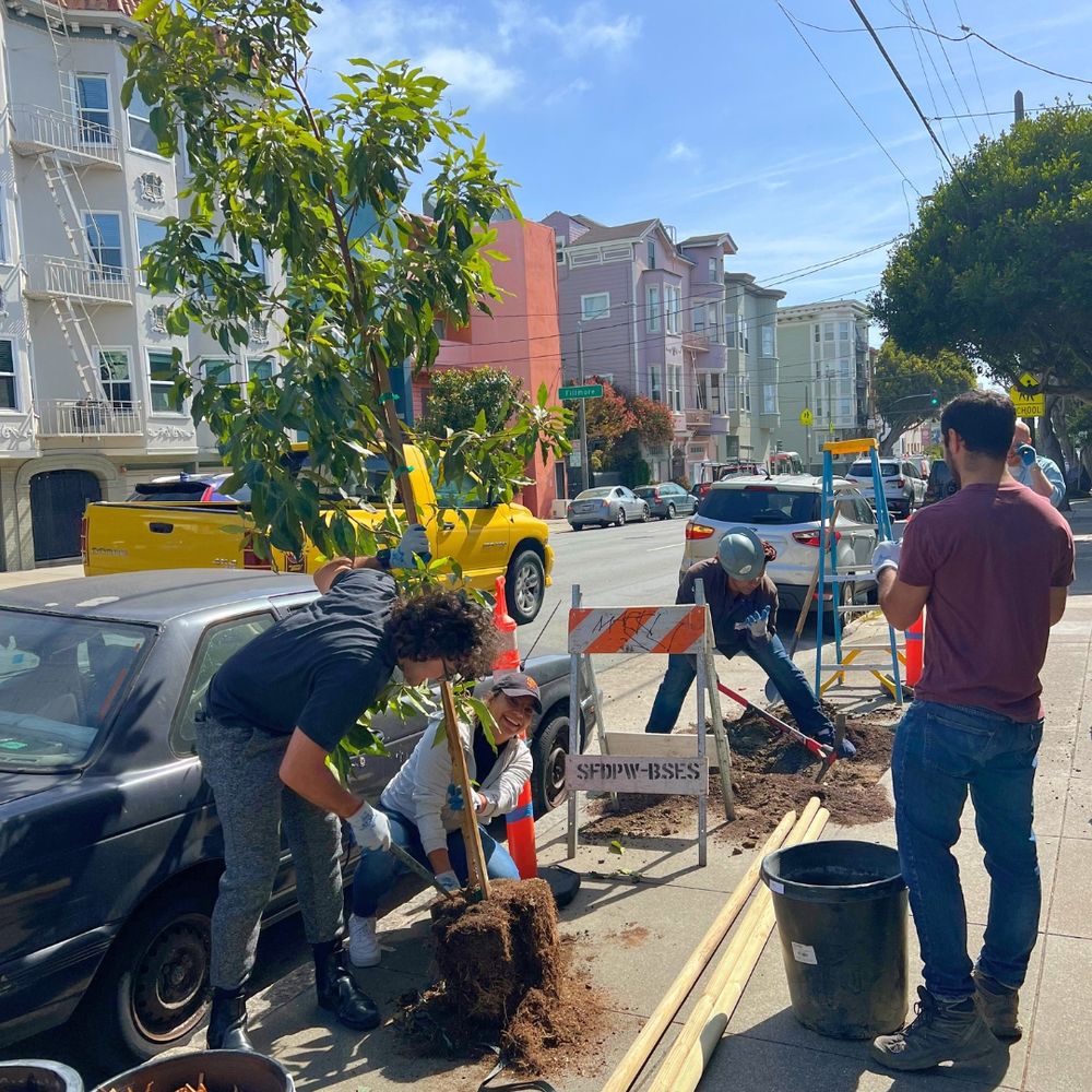 Two people lower a street tree into the ground. One person prepares a hole for a street tree.