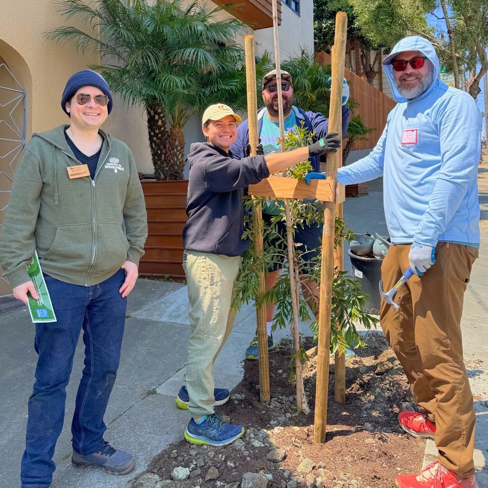 Four people install tree stakes for a newly planted street tree.