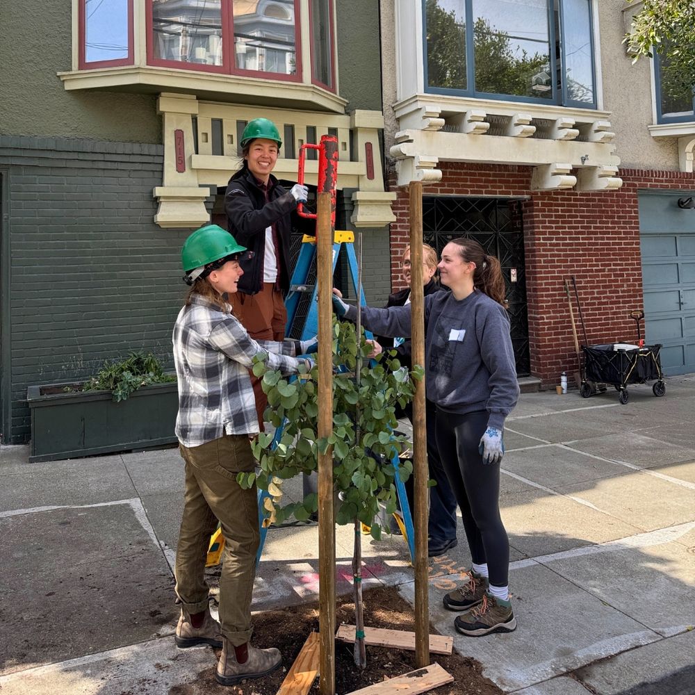 Four people install stakes to support a street tree.