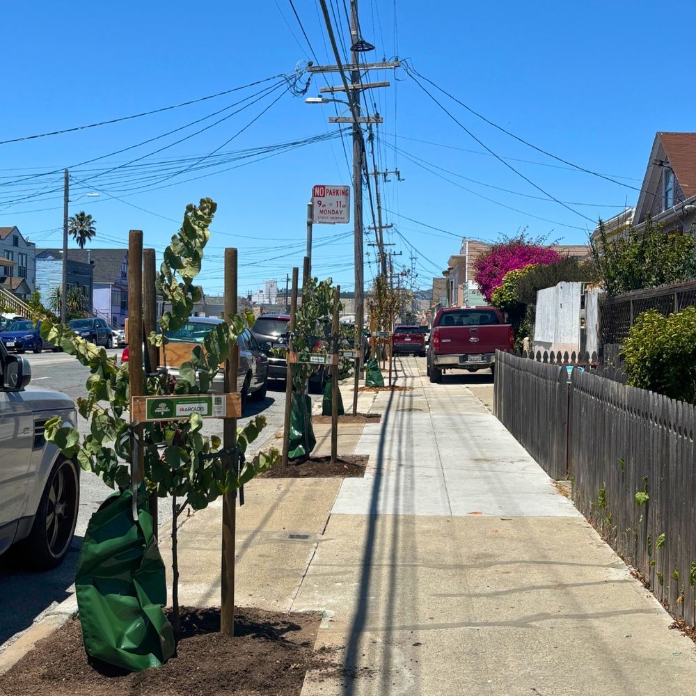 A sidewalk with four newly planted street trees running down it.