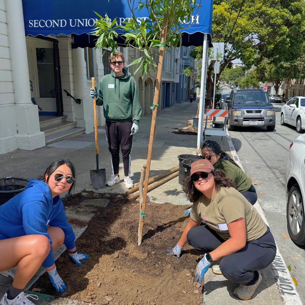 Four people complete planting a street tree 