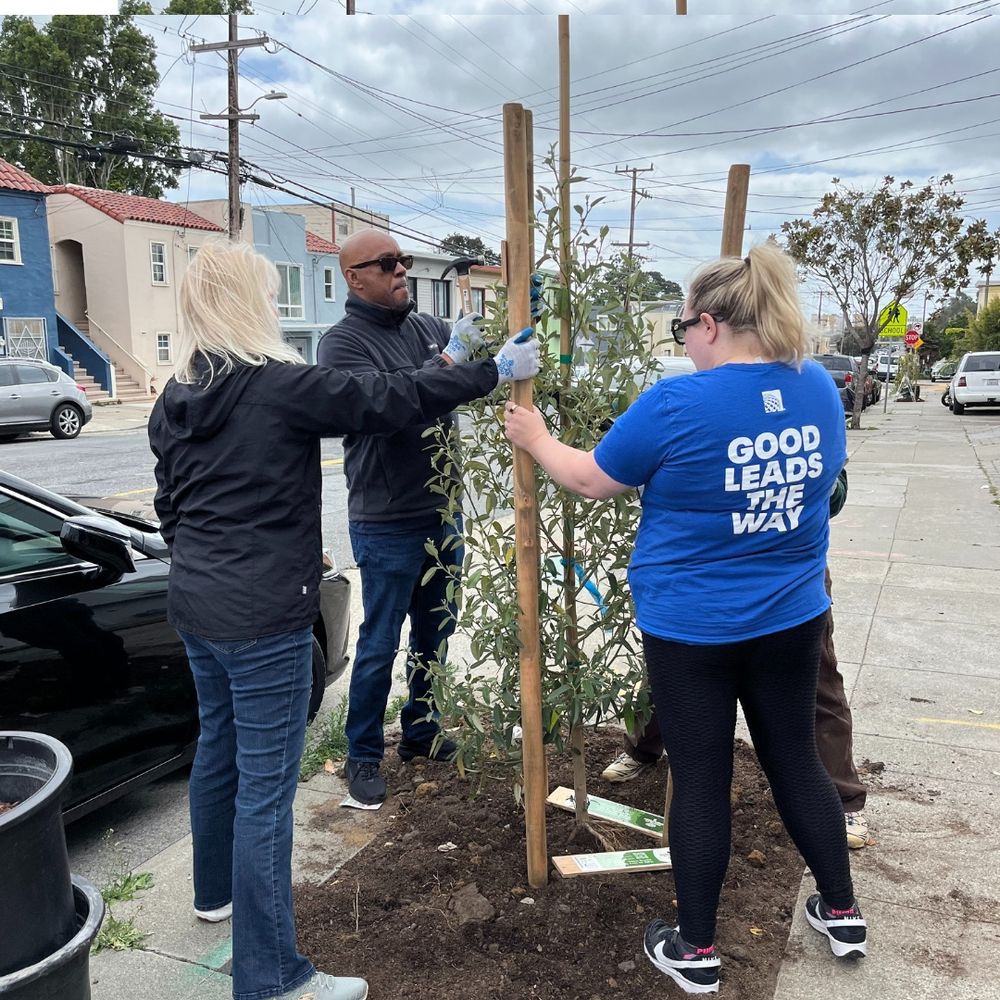 Four people install stakes to support a newly planted tree.