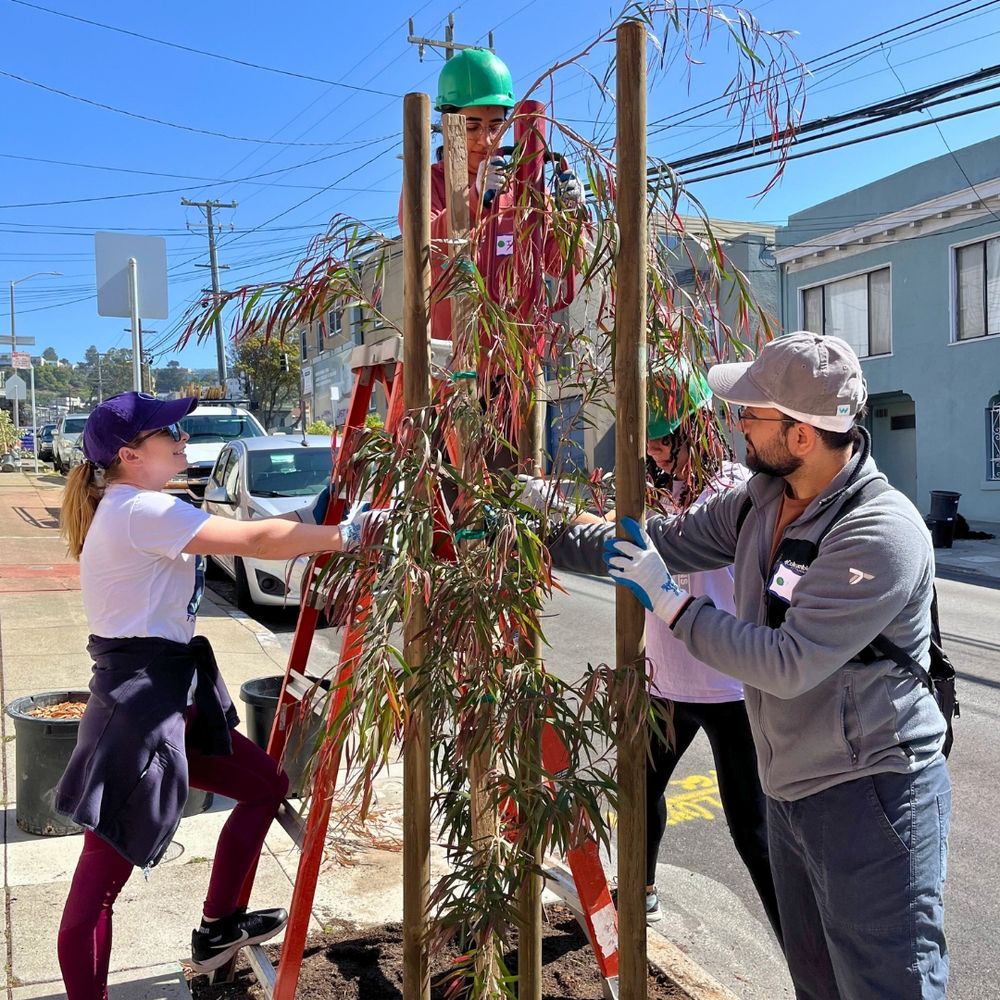 Four people work together to install tree stakes.
