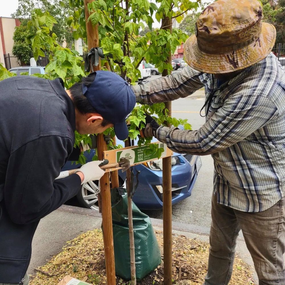 Two people work on stakes and cross braces to support a young tree.
