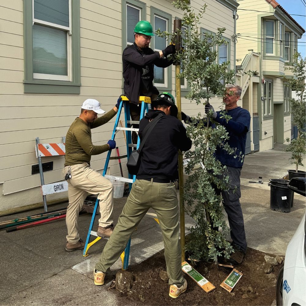 Four people install stakes around a newly planted street tree.
