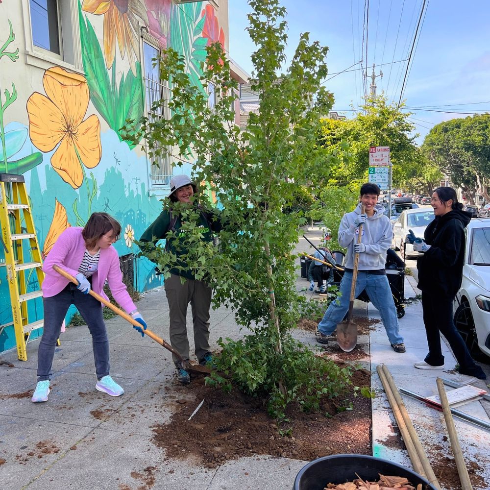 Four people complete planting a street tree.