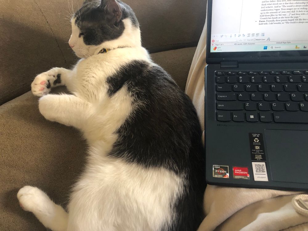 an image of a laptop open to a word processor. Alphonse, the cutest black and white cat in the whole world, is laying by my leg. He eyes are closed in what could be sleepiness, what could be annoyance that my typing has interrupted his sleepiness. One paw turned up exposes his little pink beans 