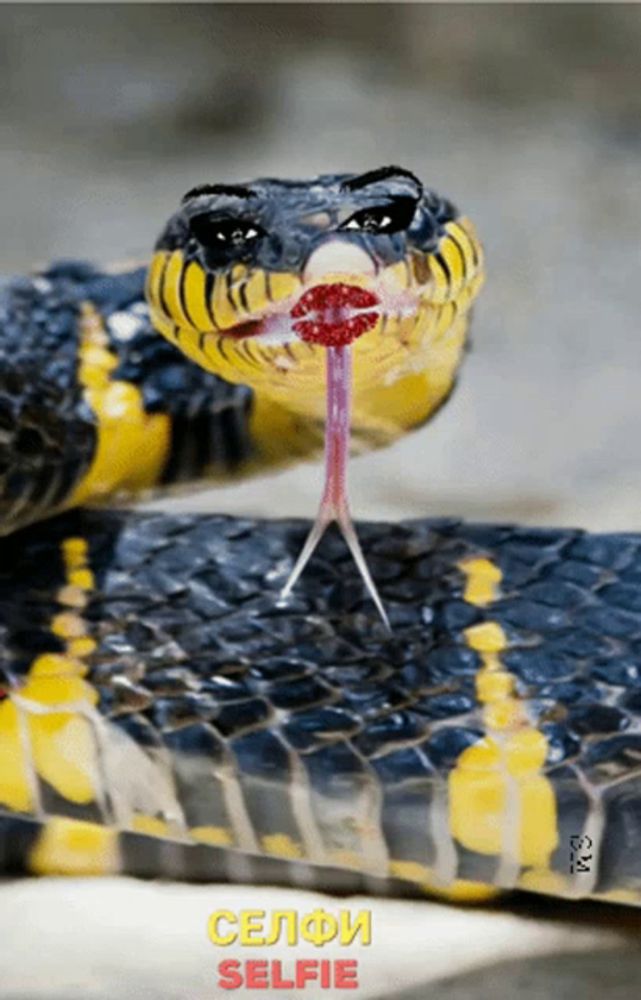 a picture of a snake with its tongue hanging out and the words selfie written below it