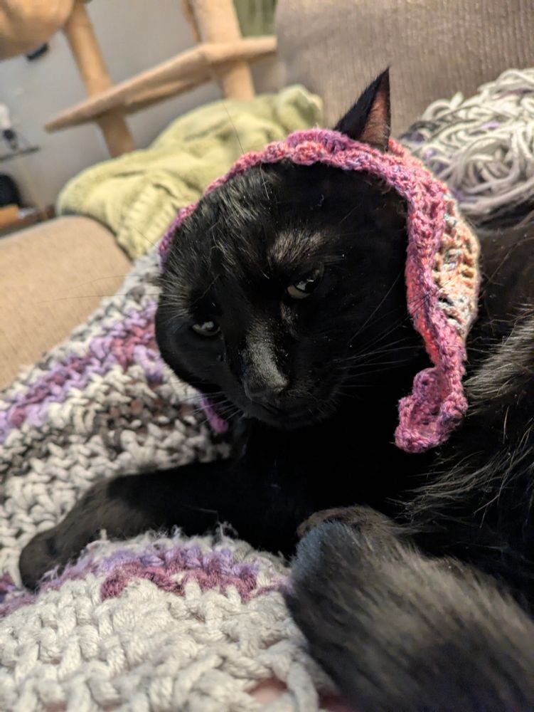 Simba wearing the babushka looking at me with sad eyes that are clearly saying WHY MOTHER.
