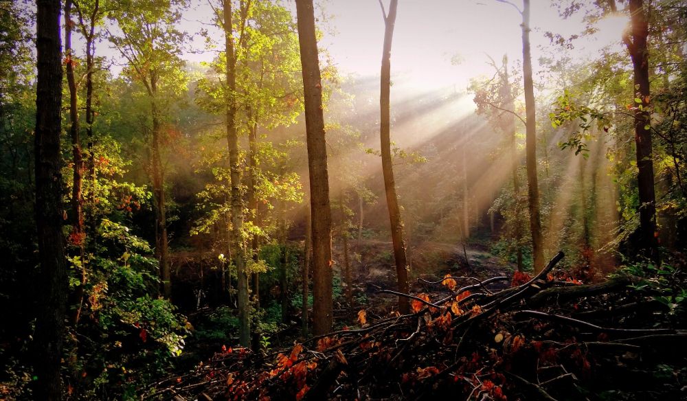Sun rays in the forest.
Rayons de soleil en forêt. 