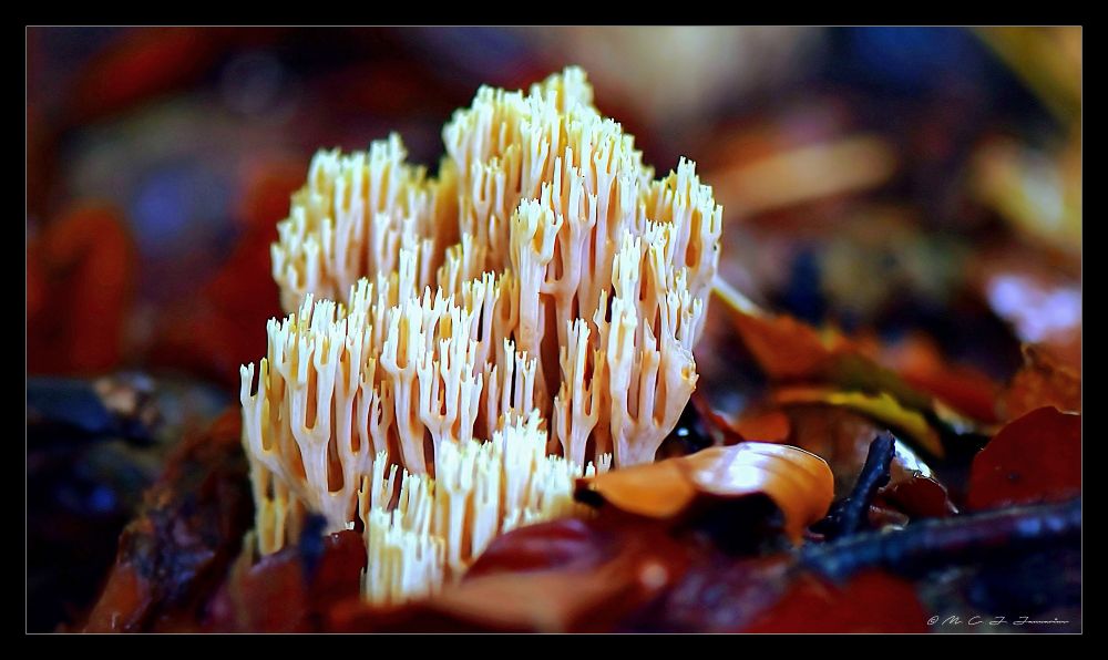 Ramaria stricta. Fungi. Champignon. In the forest. En Forêt de Soignes. 