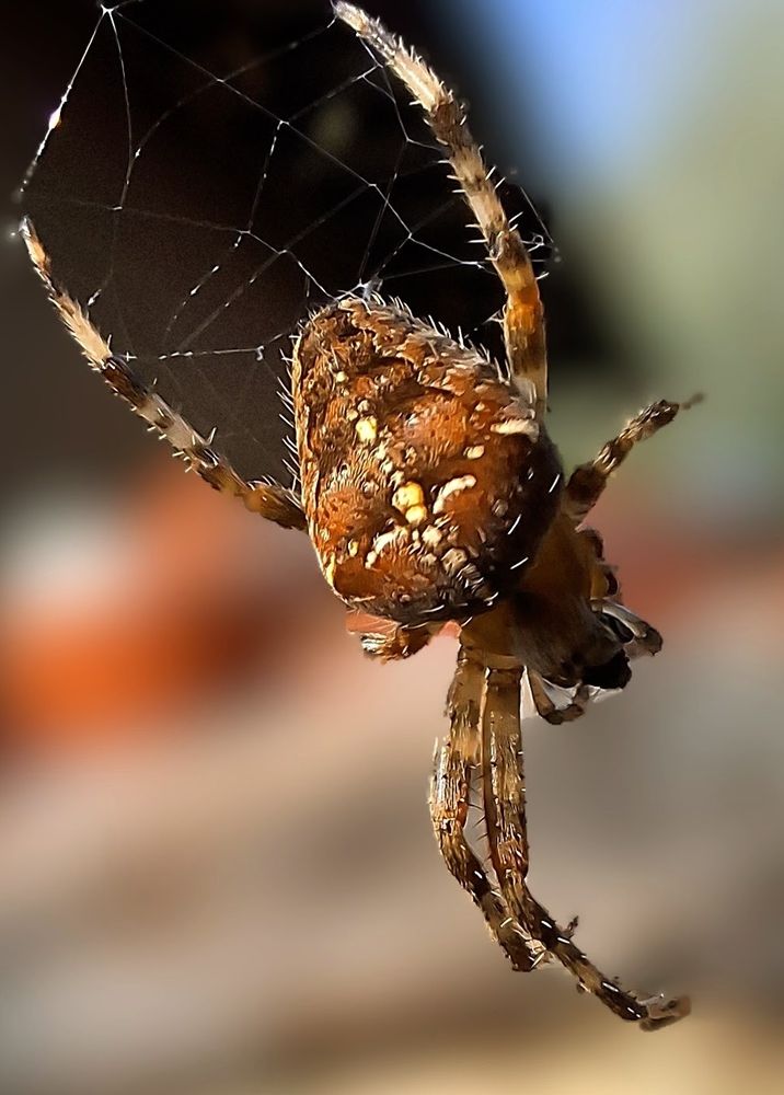 Araignée de jardin qui perdit 2 pattes.