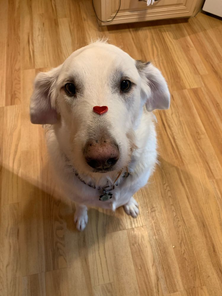 #dogsfurever#caninecuddles#cutecanines