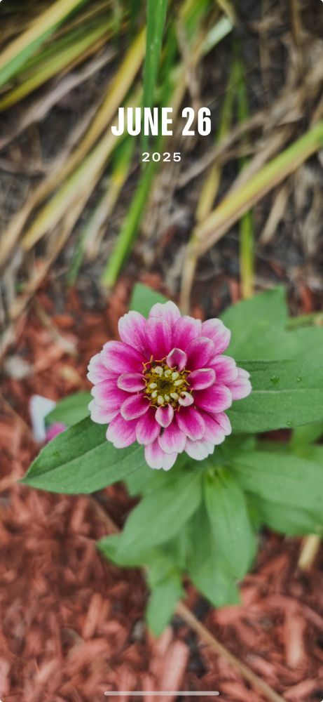 Phone memory pic of flower with Yellow pistils - pretty pink petals fading to white tips with biggish green leaves. I was living in MA at the time walking my dog 🐾
