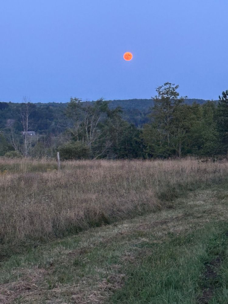 Same pic but zoomed in. Looks like a red Full Moon! 🎉🌕
