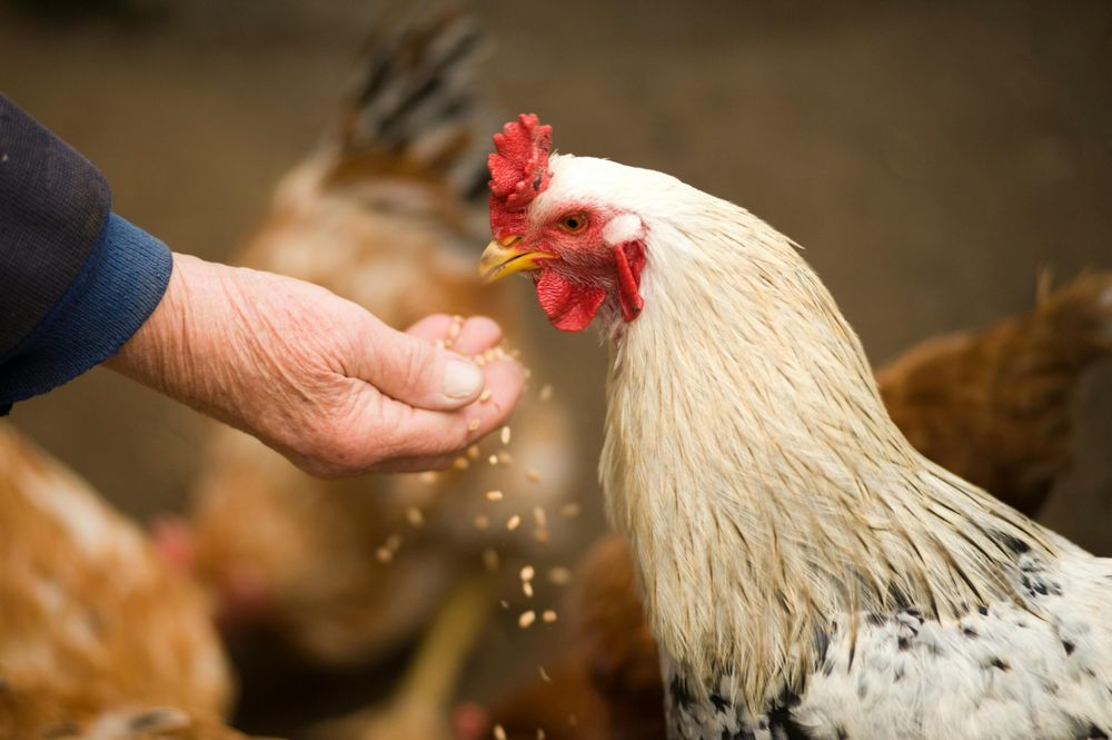 Third-generation farmers harvest tax credits from 590 kW agrivoltaic installation