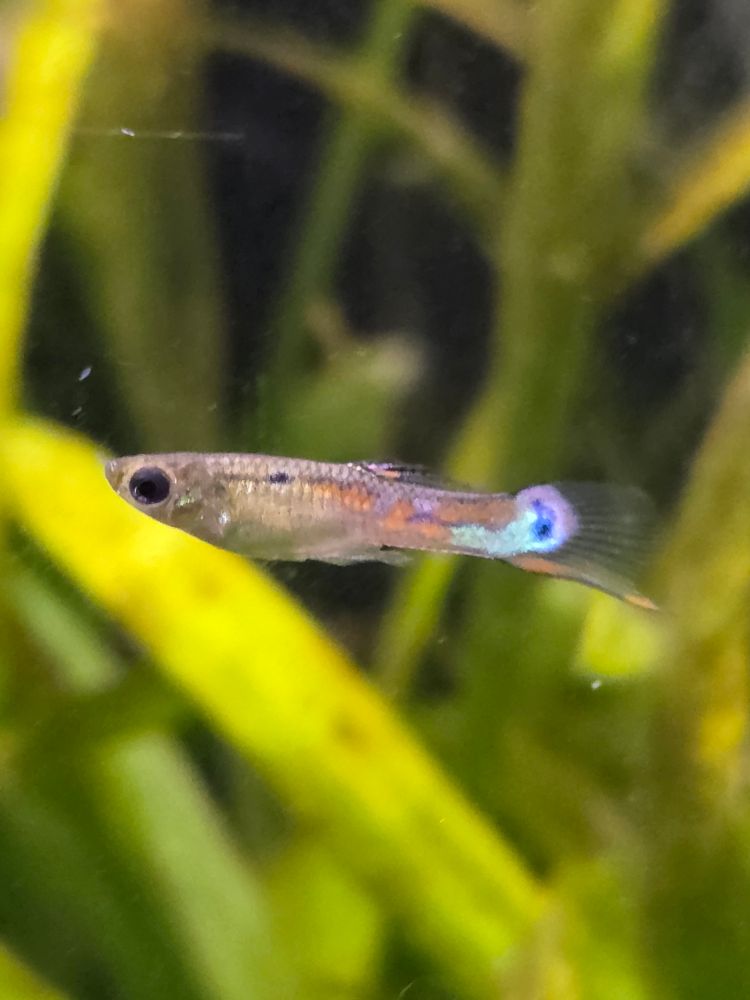 Profile picture of a male white peacock endler.